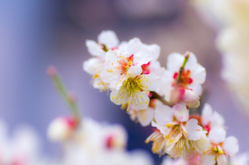 Ume Flower