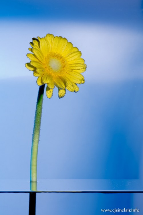 Flower Power